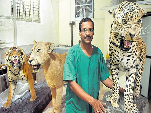 He breathes life into dead animals