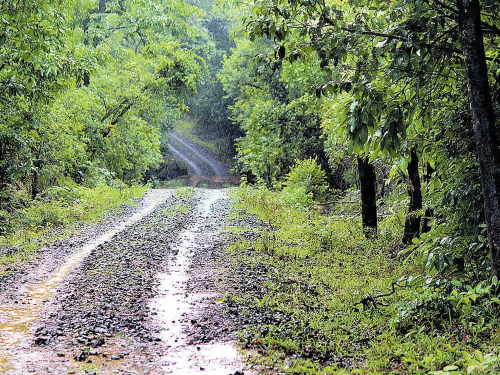 The forest department has identified four trekking routes on which trekkers can walk in the forests of Bhimgad National Park in Belagavi district. DH photo