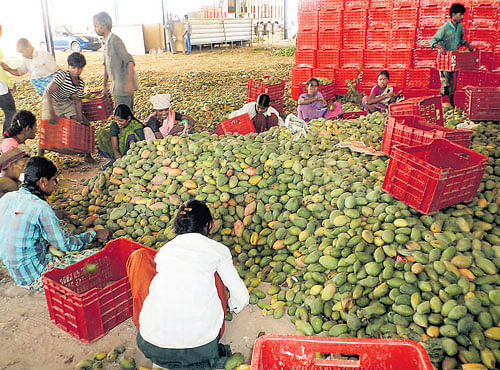 At any given time, 100-200 trucks and tractors ferry mangoes to different places from Srinivaspur's markets. DH PHOTO