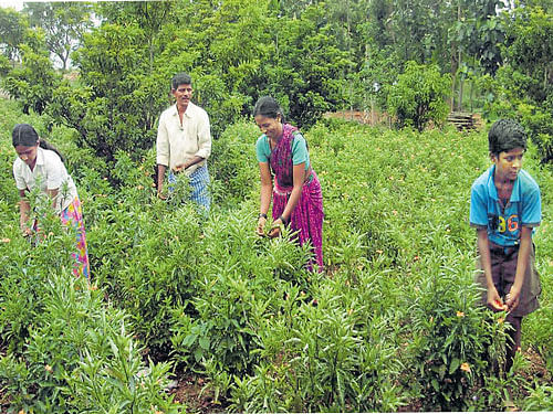 sustainable Gangaiah and his family members in their farm in Savanur taluk.