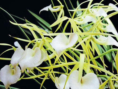 Brassavola nodosa