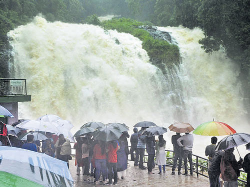 Abbey Falls in Kodagu district is back to its full grandeur, following good rain in its catchment area. DH Photo