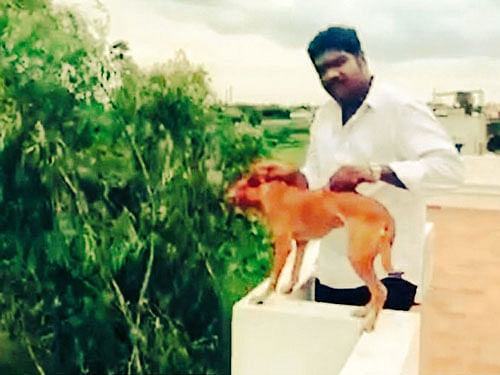 In the video, the student, said to be Gowtham Sudarshan, a final year MBBS student of a private medical college, is seen dropping the dog from the terrace of a building which appears to be a three-storeyed structure, police said. Screengrab
