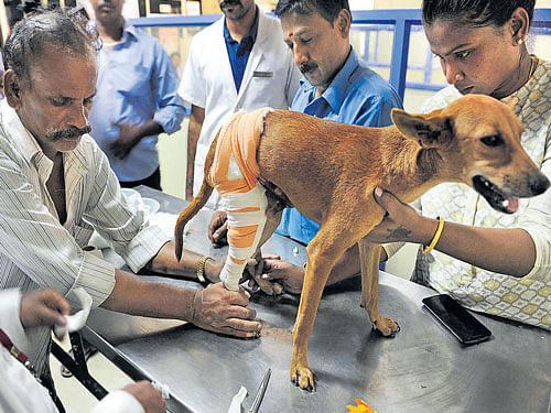 The dog was taken to a veterinary hospital for treatment and is doing well, the police said.