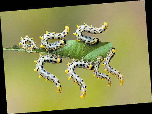 stunning A photo titled 'Synchronisation: Larvae of SawFlies