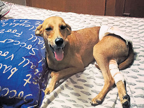 Dog hurled from terrace gets adoption offers