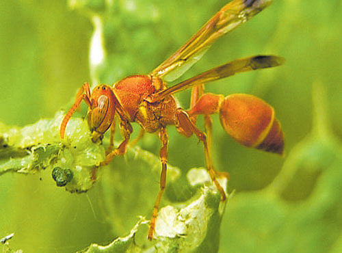 The Indian Paper Wasp (Ropalidia marginata) is a social predatory wasp, which has a social structure involving one reproductive female (called the queen) and several non-reproductive females (or workers) in each colony.