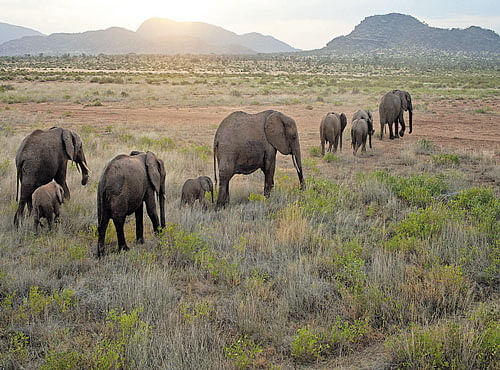 LEADING THE PACK A herd of elephants in Samburu Reserve, Kenya.