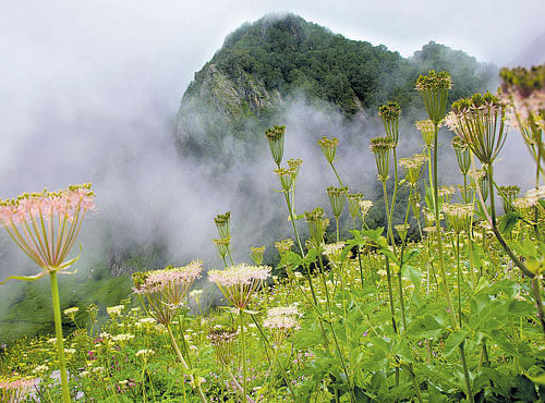 VISUAL TREAT A view of the Valley of Flowers National Park in Uttarakhand