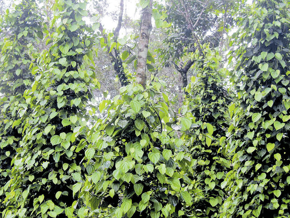 Yield from pepper plantation, belonging to Chowrira family, has been good at Hodavada village near Napoklu. DH photo
