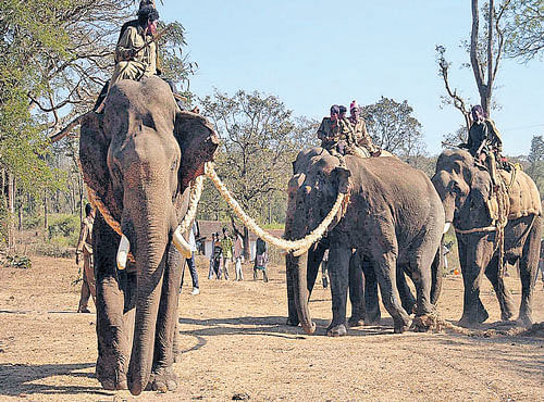 The Forest Department proposes to use the Immunocontraception mechanism to sterilise female elephants on a temporary basis to control the jumbo population. DH FILE PHOTO