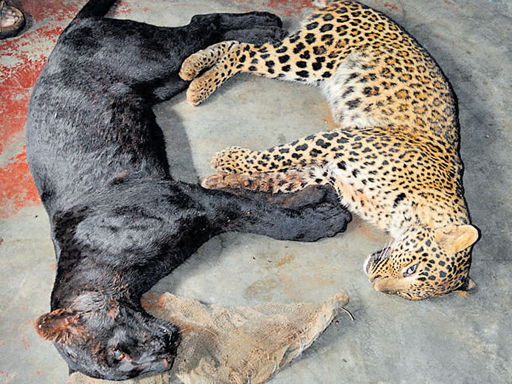 The leopards, including a black panther, found dead at a farm at Hanchipura village in Nanjangud taluk of Mysuru district on Tuesday.