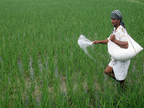 Prices of non-urea fertilisers have recently been reduced for the first time in the last 15 years. DAP, MoP and NPK are decontrolled fertilisers, the maximum retail price (MRP) of which are determined by the manufacturers, while the government offers fixed subsidy every year. Urea price is controlled by the government and its MRP currently stands at Rs 5,300 per tonne. File photo