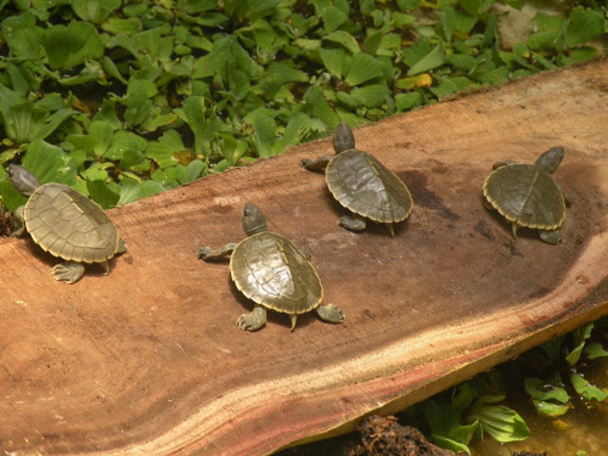 Why turtles evolved to have shells explained