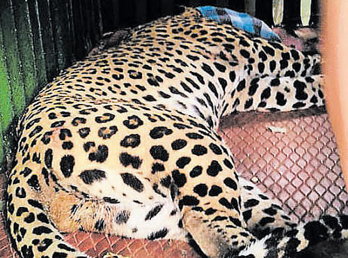 The six-year-old leopard which was rescued from a snare at Kaggalipura range, Bengaluru Urban division, on Sunday morning. DH PHOTO