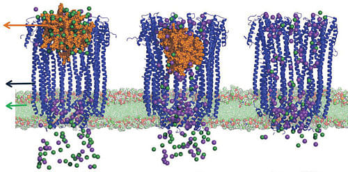 blocking pores An illustration of the transport of ions across the CytolysinA membrane pore complex for different situations.
