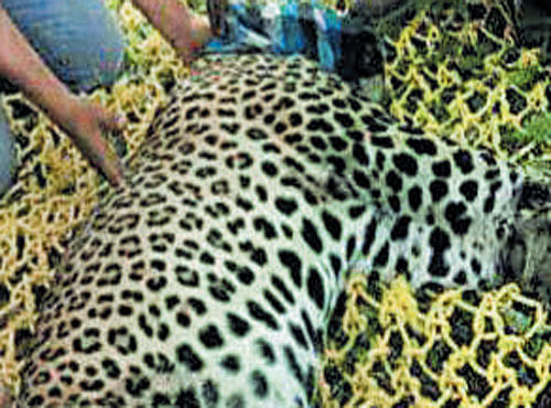The leopard which was caught at Kaggalipura on Sunday. It is said that this is the same big cat which was found dead on Tuesday.