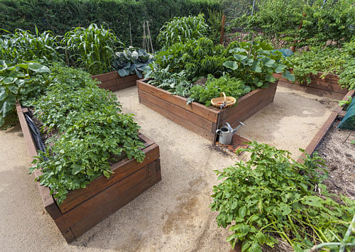 Own effort: Today, many people are beginning to realise the importance of clean, good food and want to start a garden in their terraces or backyards.