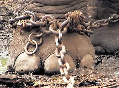 CHAINED: A scene from the award-winning documentary 'Gods in Shackles'. DH PHOTOS