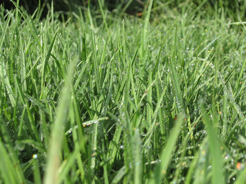 Researchers, including experts from Cardiff University in the UK, have shown that significant amounts of hydrogen can be unlocked from fescue grass. DH file photo