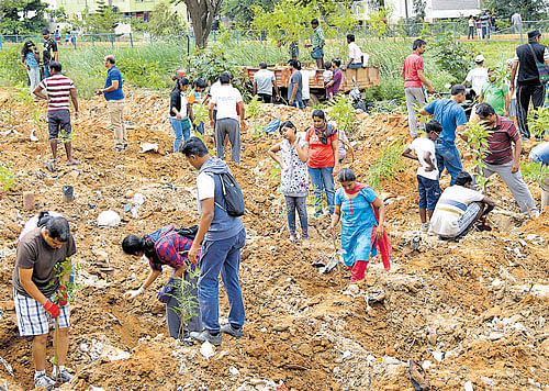 Over 1,200 saplings were planted by citizens eager to  rejuvenate the Vibuthipura lake near HAL on Sunday.