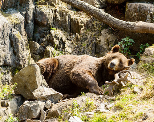 Sleep patterns: Scientists have found startling differences in bears' physiology during periods of hibernation and periods of activity. Representative image