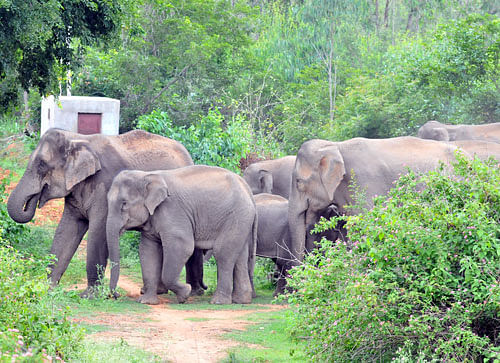 Dangerous? Elephants close to a human habitat. DH FILE PHOTOS