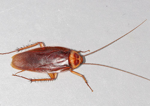 Scientists have found that the Pacific Beetle Cockroach feeds its bug babies a formula which is remarkably rich in protein, fat and sugar. File Photo for representation.
