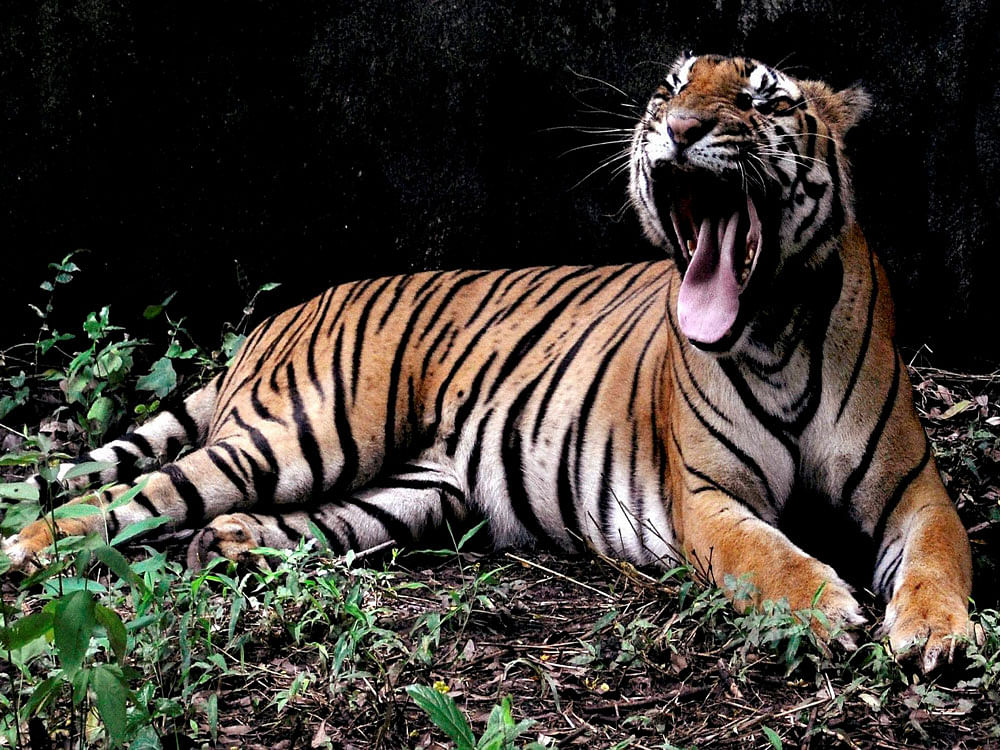 Forest department officials told DH that State's Chief Wildlife Warden has written to the National Tiger Conservation Authority (NTCA) to relocate a (male sub-adult)  cub of  T39 tigress from Ranthambore  wildlife reserve, which has nearly 57 adults and cubs. pti file photo