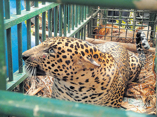 The six-year-old leopard was later released in the Kallahalla forests of Nagarahole National&#8200;Park limits. The leopard is said to have pounced on a herd of sheep last week near the village lake.