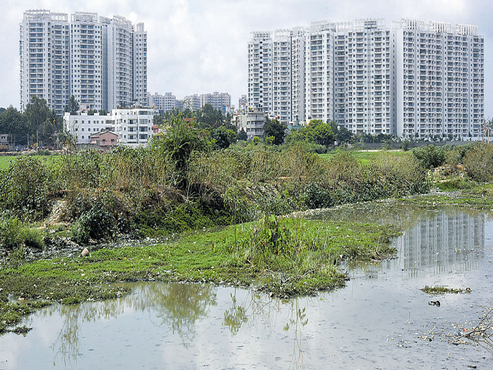 Besides redefining the buffer zones of lakes and rajakaluves, the order asks the government to identify wetlands too.  DH FILe PHOTO