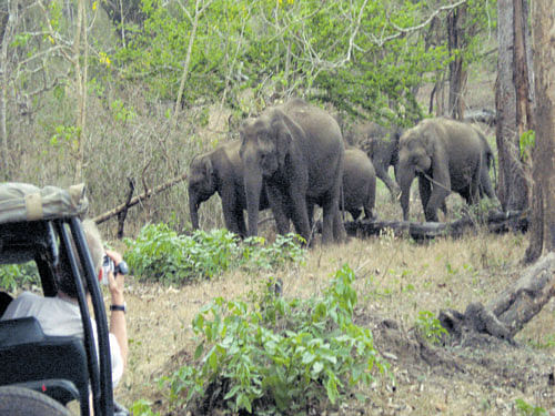 Close sightings of wild animals make the Kabini River Lodge a popular resort. dh file photo