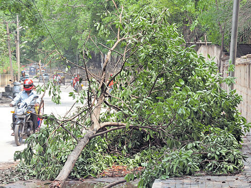 dangerous Road widening projects have weakened the roots of the trees resulting in their collapse during rains.