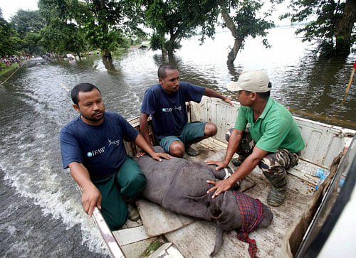 The mobile service units, run jointly by the Assam Forest Department and two wildlife NGOs, have handled 107 rescue cases in the last seven days. PTI file photo