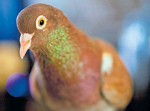 ANALOGY Studies suggest that pigeons would be ideal birds for making comparisons with human health. YAM/NYT