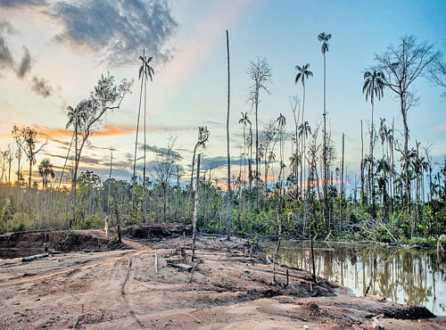 ENVIRONMENTAL IMPACTS An area devastated by illegal gold mining in the Madre deDios region, Peru