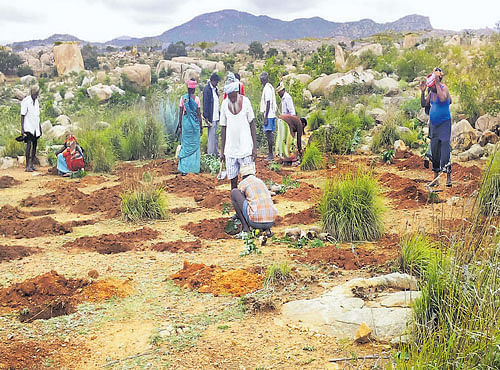 GO GREEN Villagers engage in tree-planting in Kolar district to revive the landscape