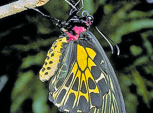 Southern Bird Wing butterfly.