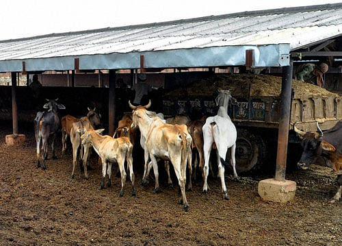 Cattles in pathetic condition at Hingonia Gaushala on the outskirts of Jaipur on Saturday. PTI Photo