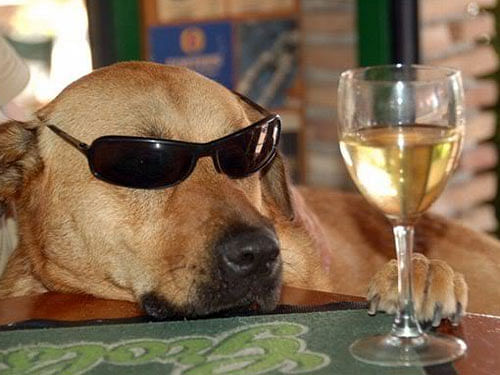 Now, dog-wine for your canine companions!