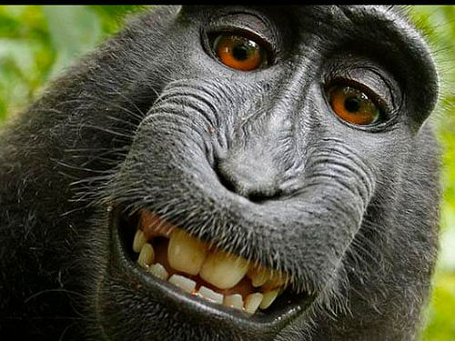 The origin of smiles goes back at least 30 million years, when old world monkeys and our direct ancestors diverged, according to a new study. Photo credit: Twitter