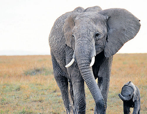 safe for now East Africa has also seen a decline in the illegal killings of  elephants for the fourth year in a row. representative image