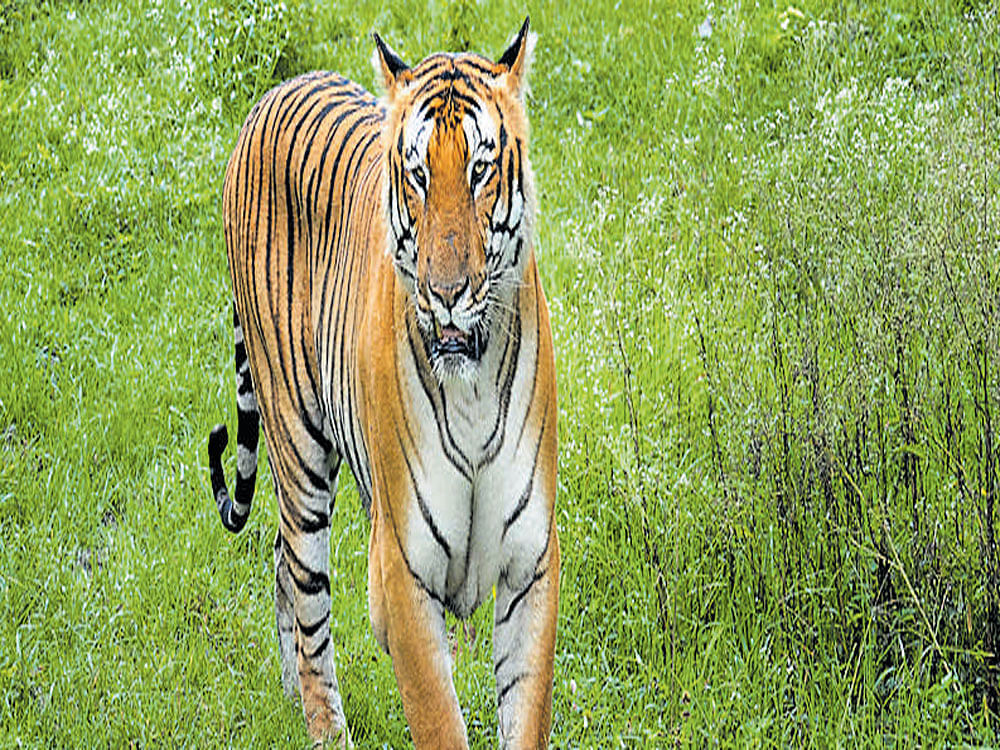 The tiger population in Chamarajanagar district is pegged at 180. The presence of 10 to 12 big cats have been confirmed through camera trappings, says wildlife expert Sanjay Gubbi.