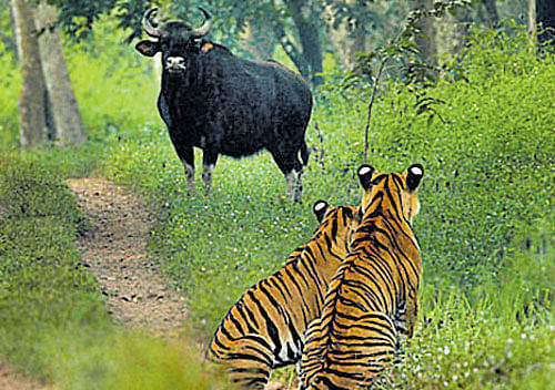 A wild gaur and a tiger pair come face to face in the  Muthodi range at the Bhadra&#8200;National Park.
