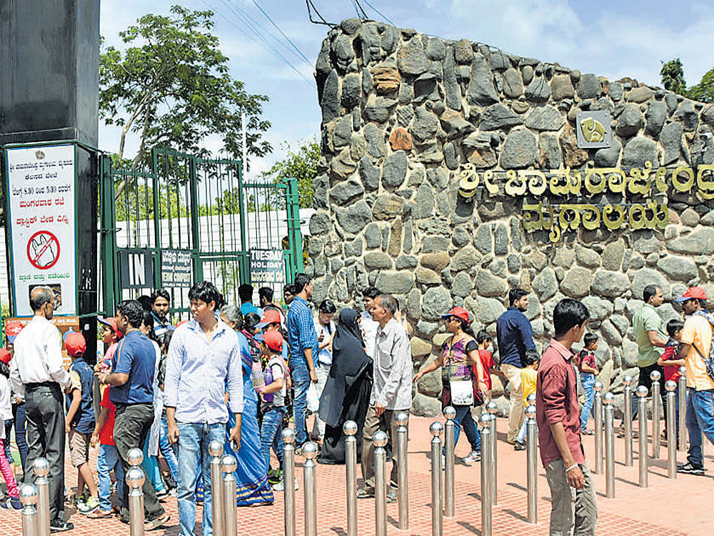 Tourists at Sri Chamarajendra Zoological Gardens and Mysuru Palace in city. Zoo witnessed footfall of 14,162 on Saturday while over 9,000 visited Amba Vilas Palace. DH photo