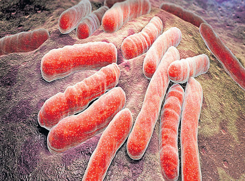 SURVIVAL M. tuberculosis displays biofilm like phenotype which helps it to survive the inside host. REPRESENTATIVE IMAGE