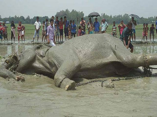 An expert team from India led by a retired chief forest conservator on July 4 joined the Bangladeshi team in rescuing the elephant but left the scene three days later. Image courtesy Facebook.