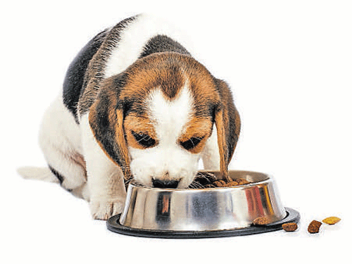 Dog owners, take note! Your pet pooch may prefer praise from you over food, a new study suggests. Representative Image