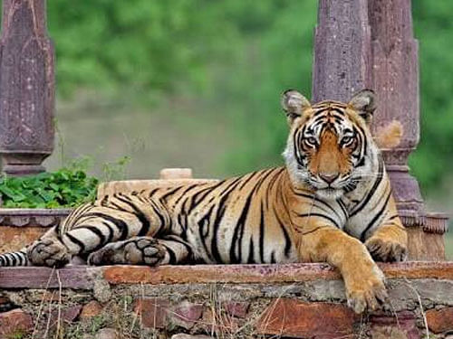 The oldest tigress of India 'Machhli' died on Thursday. She was 19 years old, according to reports. Courtesy: Twitter