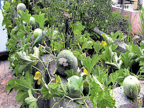 self-sufficient A view of some of the vegetables growing on Divya & Shripati's terrace garden; (right) some of their produce.